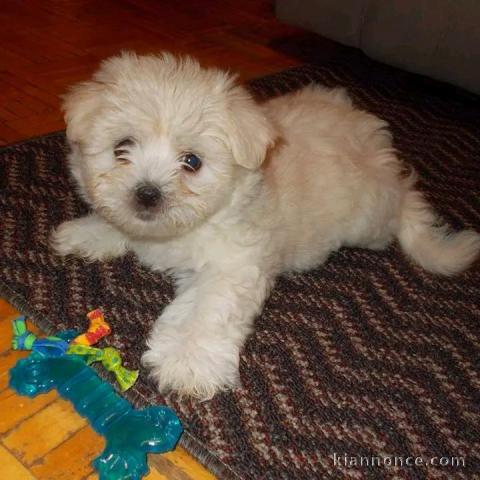 bébé chiot bichon maltais à donner 