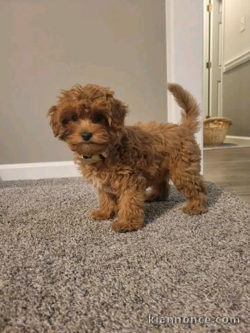 je donne chiot cockapoo disponible mâle 