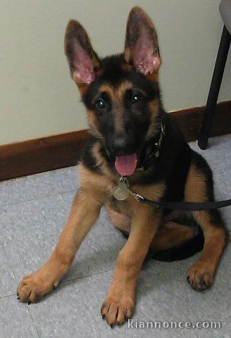à adopter chiot berger allemand 