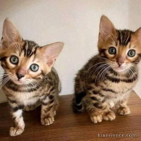 je donne mon chaton Bengal 
