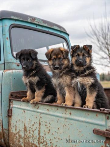 Dons bébé chiot berger allemand 