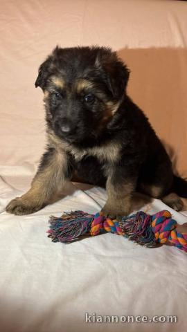 je donne chiot berger allemand femelle 
