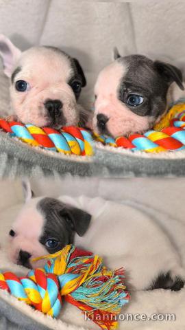 je donne chiot bouledogue français 