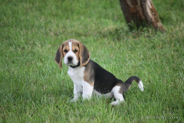 à adopter un chien beagle 