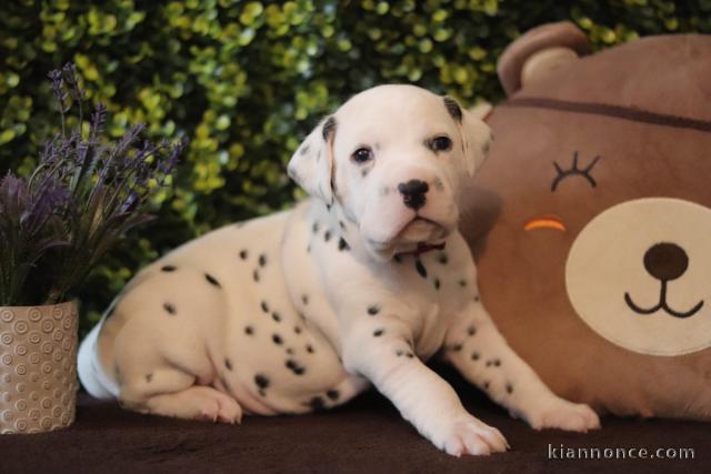 bébé chiot dalmatien magnifique 