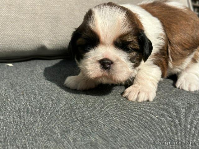 magnifique chiot Shih Tzu a donner 