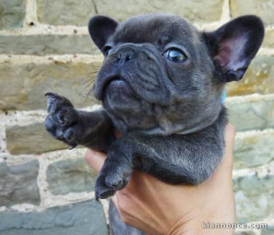 je donne chiot bouledogue français disponible 