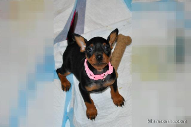 je donne chiot pinscher nain disponible 