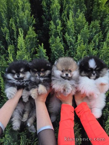 chiot type spitz allemand disponible 