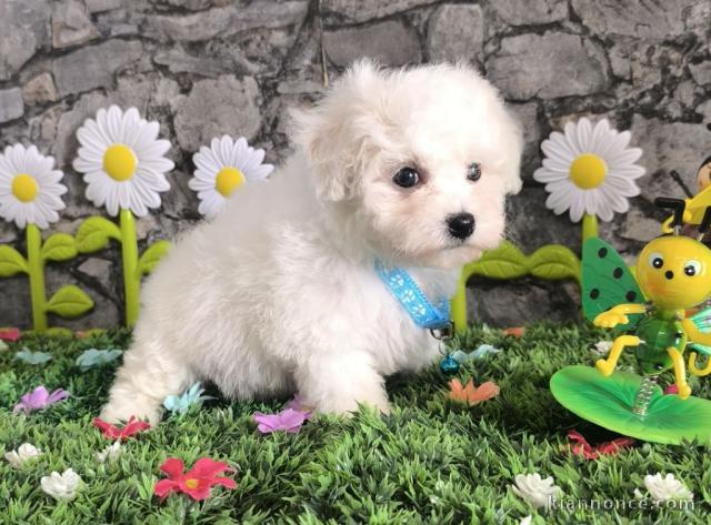à adopter chiot bichon maltais 