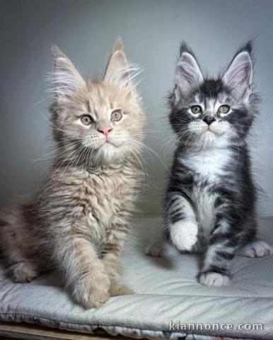 je donne chaton Maine coon 