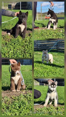 chiot type husky sibérien adorable 