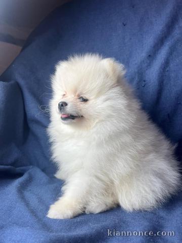 magnifique chiot spitz nain disponible 