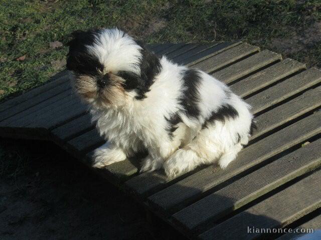 je donne chiot shih tzu mâle 