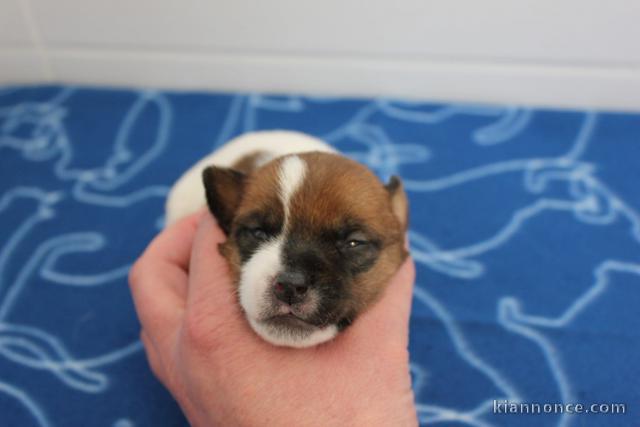 chiot jack ressel disponible pour adoption 