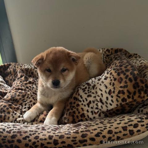 je donne chiot Shiba inu disponible 