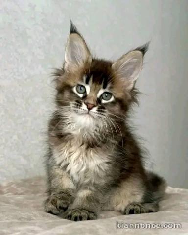 je donne chaton Maine coon 