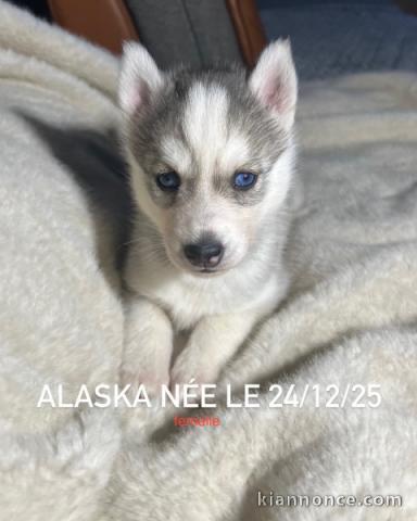 je donne chiot husky sibérien adorable 