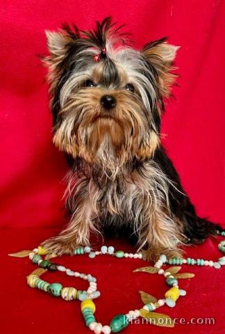 je donne chiot Yorkshire terrier femelle 