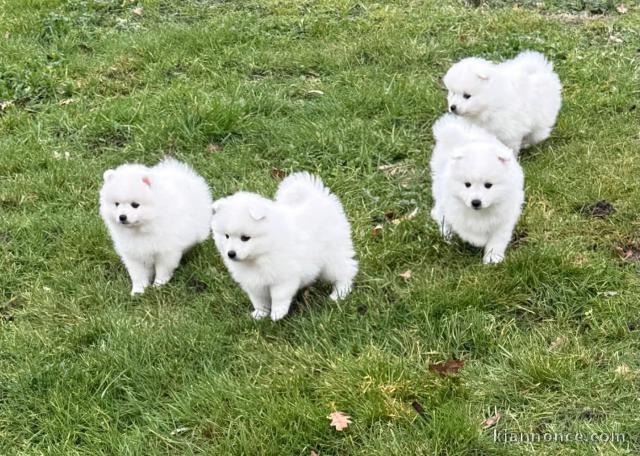 donne chiot spitz japonais disponible 