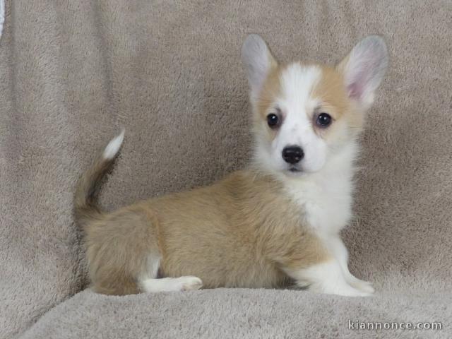 Chiots Welsh Corgi Pembroke