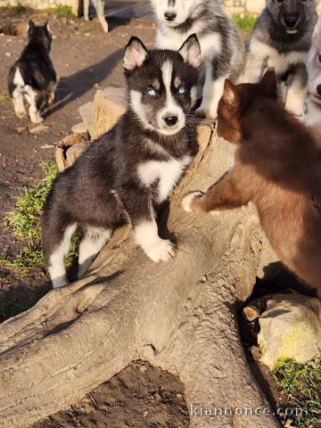 je donne chiot husky sibérien 