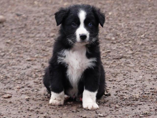 bébé chiot berger australien disponible 