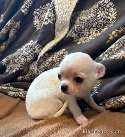 je donne chiot chihuahua femelle 