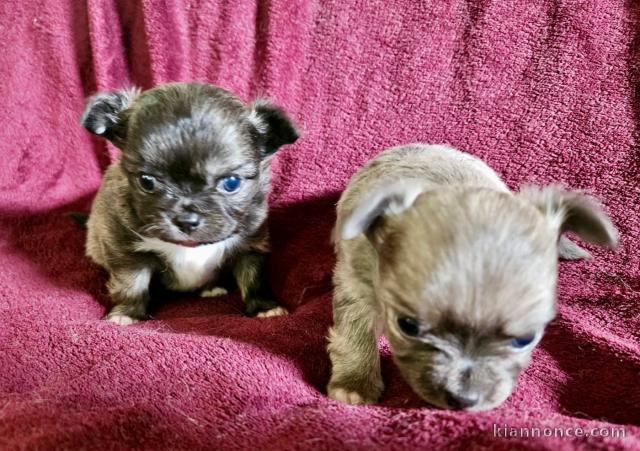 bébé chiot chihuahua disponible 