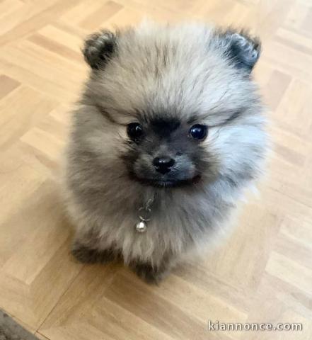 je donne chiot spitz allemand disponible 