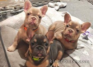 Bouledogue français à adopter 