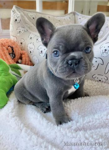 je vends mon chiot bouledogue français 