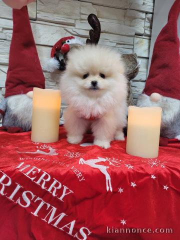 chiot spitz allemand race pure 