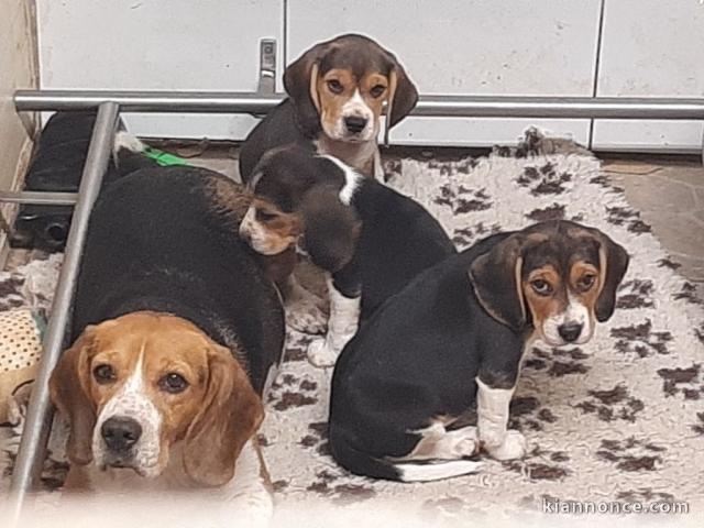 adoption chiot beagle mâle et femelle 