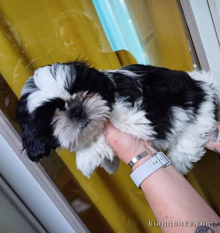bébé chiot Shih Tzu a donner 