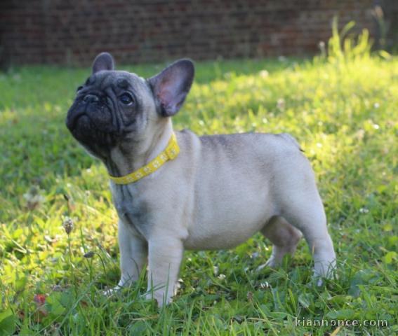 à placer chiot bouledogue français 