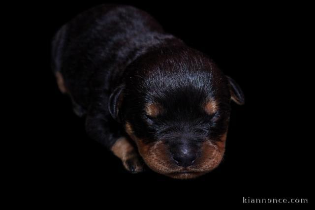 type rottweiler à donner 