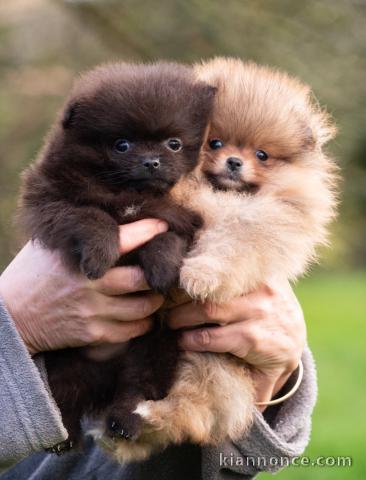 magnifique chiot spitz allemand 