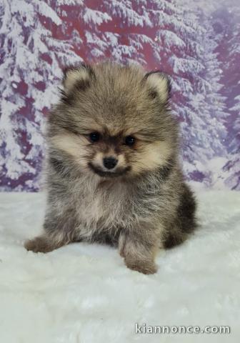 adorable chiot spitz allemand race pure 