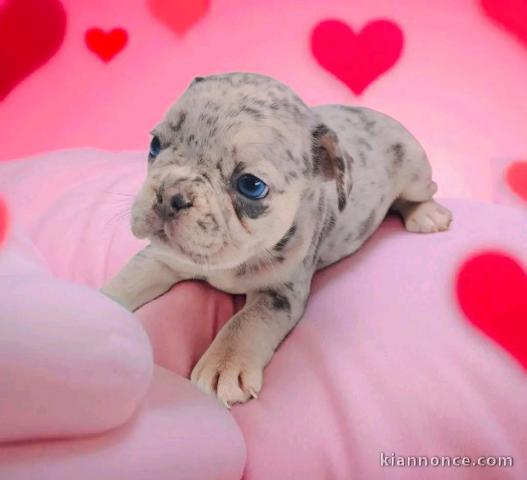 chiot bouledogue français à donner mâle 
