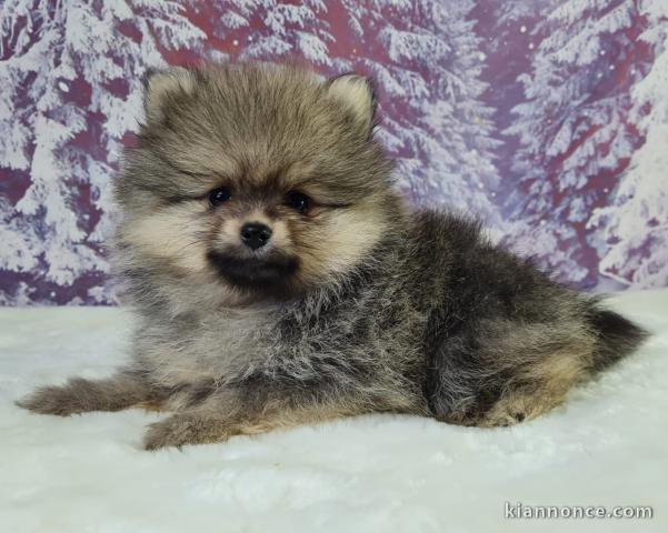 chiot spitz allemand race pure 