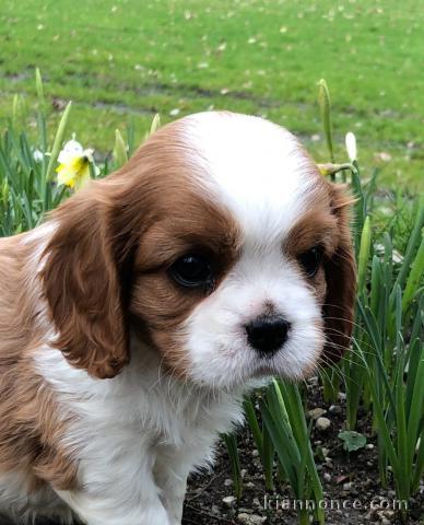 chiot cavalier king charle femelle a donner 
