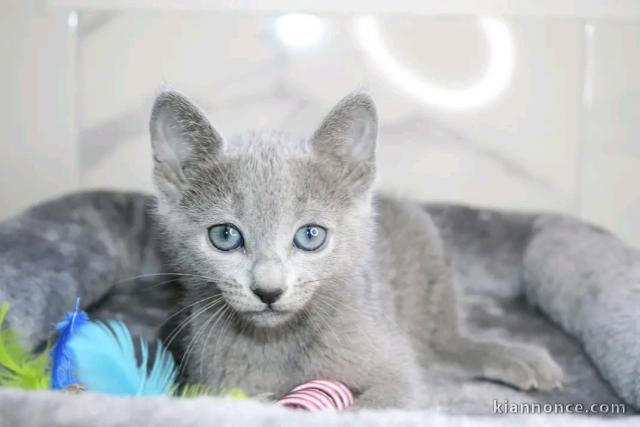 bébé chaton Bleu russe mâle a donner 