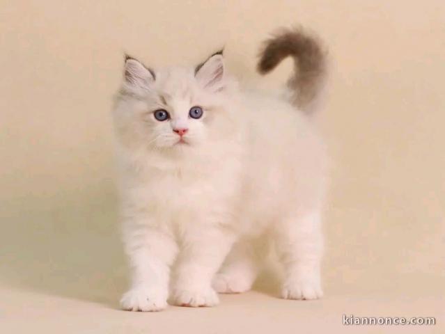 je donne mon chaton ragdoll femelle 