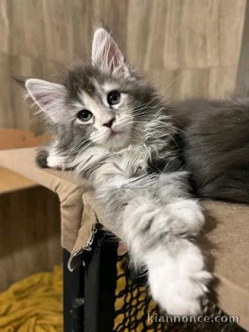 magnifique chaton maine coon mâle a donner 
