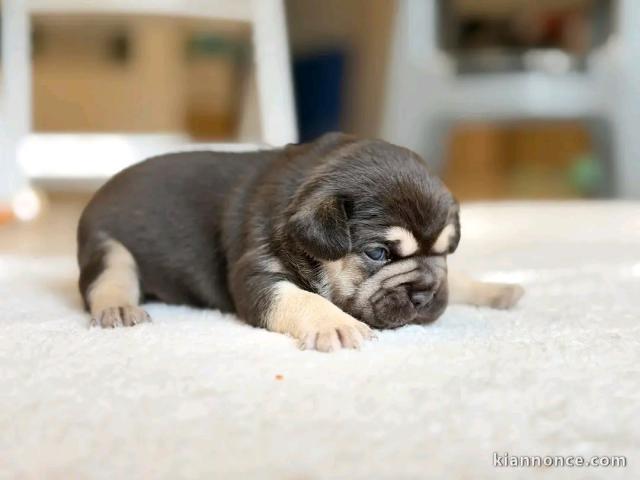 chiot bouledogue français à donner 