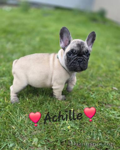 adorable chiot bouledogue français 