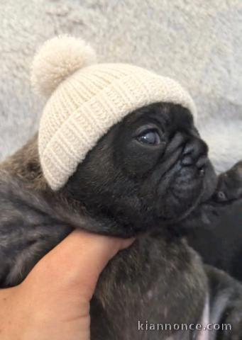 à adopter un chien carlin disponible 