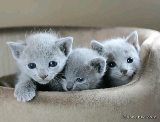 Dons bébé chaton bleu russe mâle et femelle 