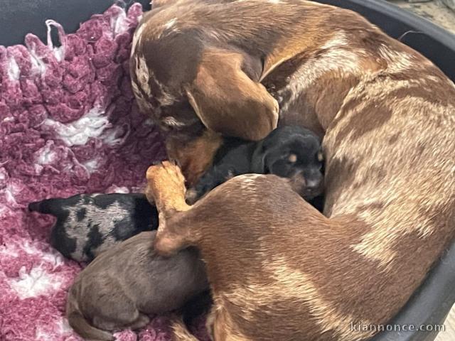 chiot type Teckel disponible pour adoption 